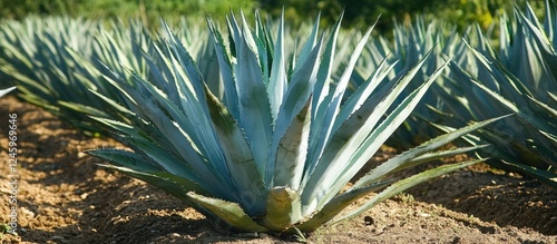 Blue agave plant field showcasing the notable sword-shaped leaves essential for tequila production and its agricultural significance. photo