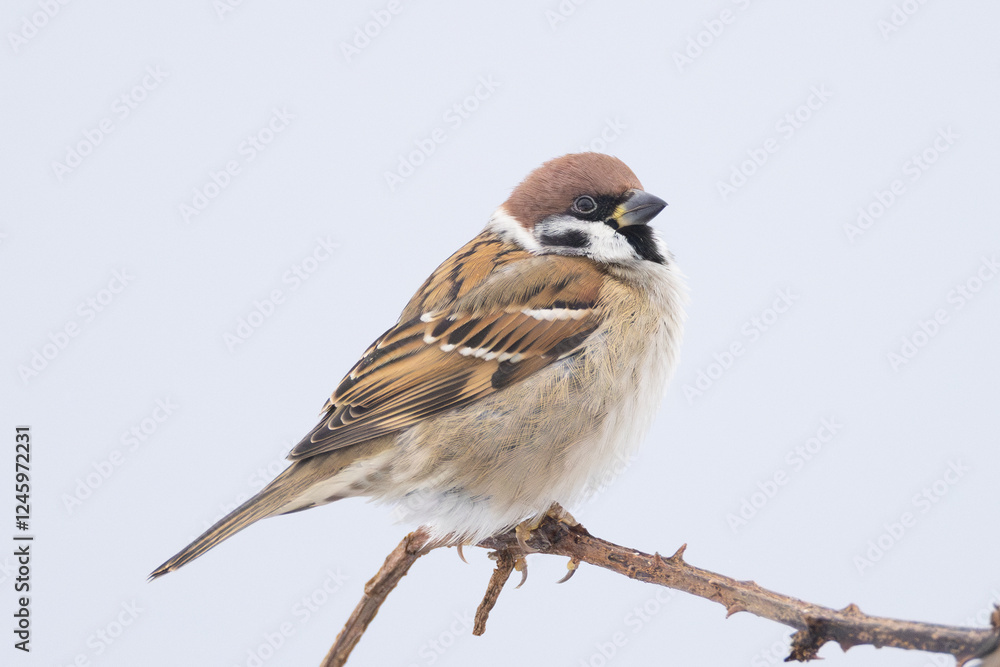 Eurasian Tree Sparrow Passer montanus perched on blackberry bush in Putgarten, Insel Rügen, Germany Eurasian Tree Sparrow Passer montanus perched on blackberry bush in Putgarten, Insel Rügen, Germany