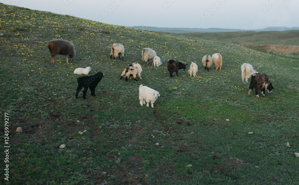 Fototapeta premium A flock of sheep and sheep graze in a meadow