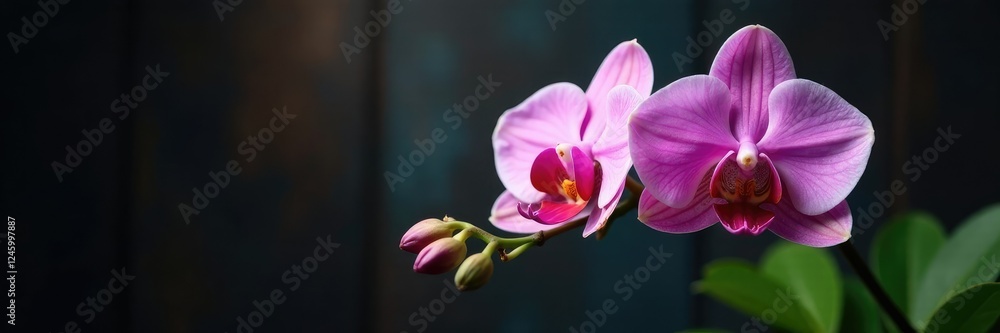 Fototapeta premium Delicate Phalaenopsis orchid branch exposed on dark wood, darkwood, foliage, plant