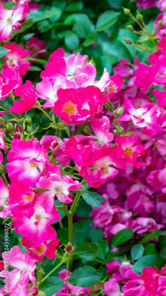 pink rose flowers on a background of green leaves pink rose flowers on a background of green leaves