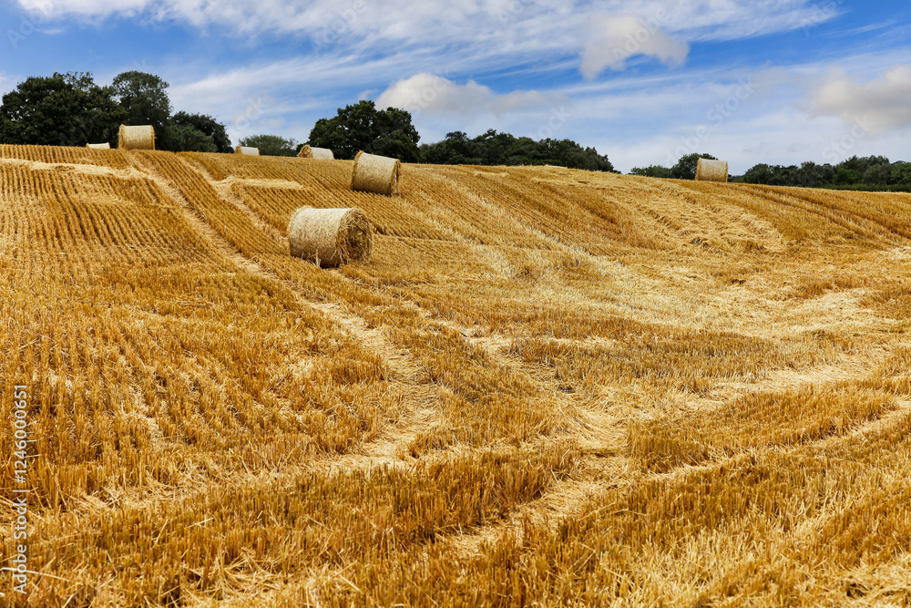 Fototapeta premium A cut or harvested wheat field with round bales