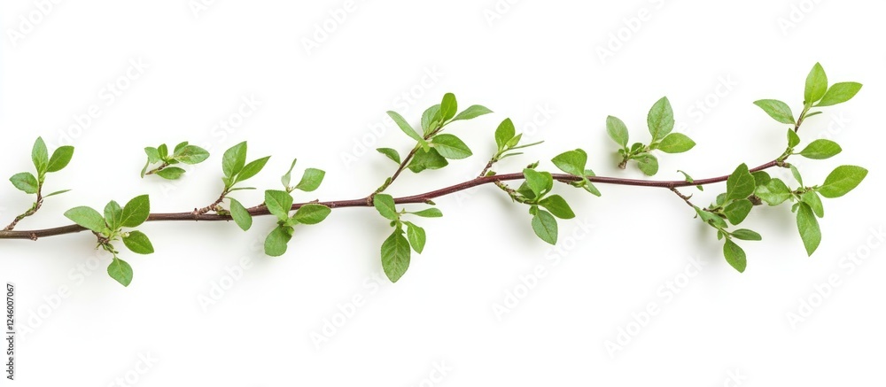 Green plant branch with vibrant leaves isolated on white background ideal for nature themes and text placement in design projects Green plant branch with vibrant leaves isolated on white background ideal for nature themes and text placement in design projects