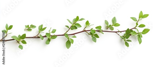 Wallpaper Mural Green plant branch with vibrant leaves isolated on white background ideal for nature themes and text placement in design projects Torontodigital.ca