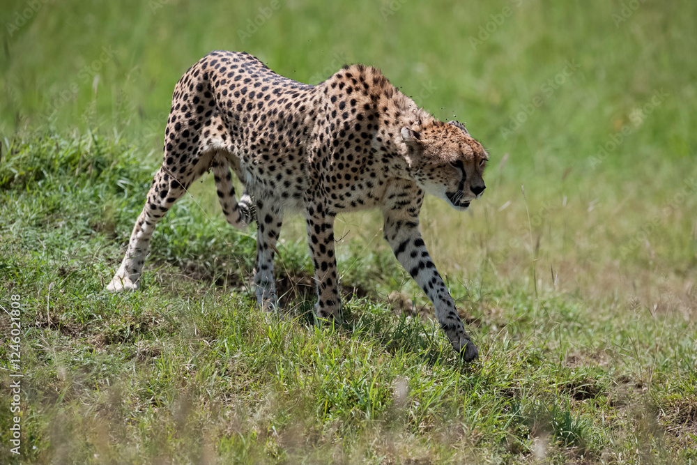 Obraz premium Cheetah roams through its territory