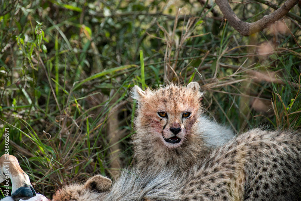Fototapeta premium Cheetah roams through its territory
