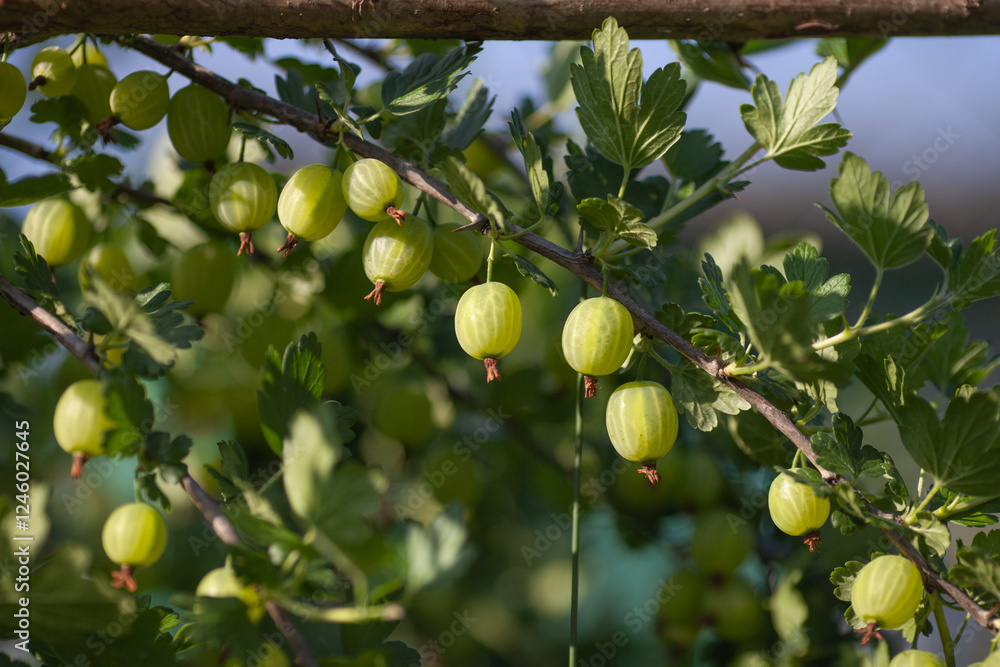 Green gooseberry branch on bush, close up. Local farm organic growing. Fresh natural berries, harvest time, summer background. Selective focus. Green gooseberry branch on bush, close up. Local farm organic growing. Fresh natural berries, harvest time, summer background. Selective focus.