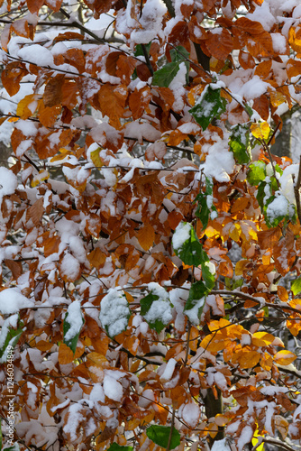 Bunte verfärbte Blätter im Herbst mit frischem Schnee bedeckt  photo