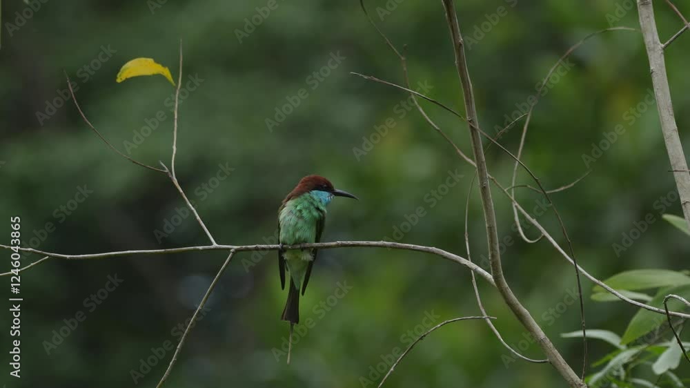 Bee-eater (Merops viridis) drying up body on a tree branch after soaking in a lake, natural background. 4K 60fps Bee-eater (Merops viridis) drying up body on a tree branch after soaking in a lake, natural background. 4K 60fps