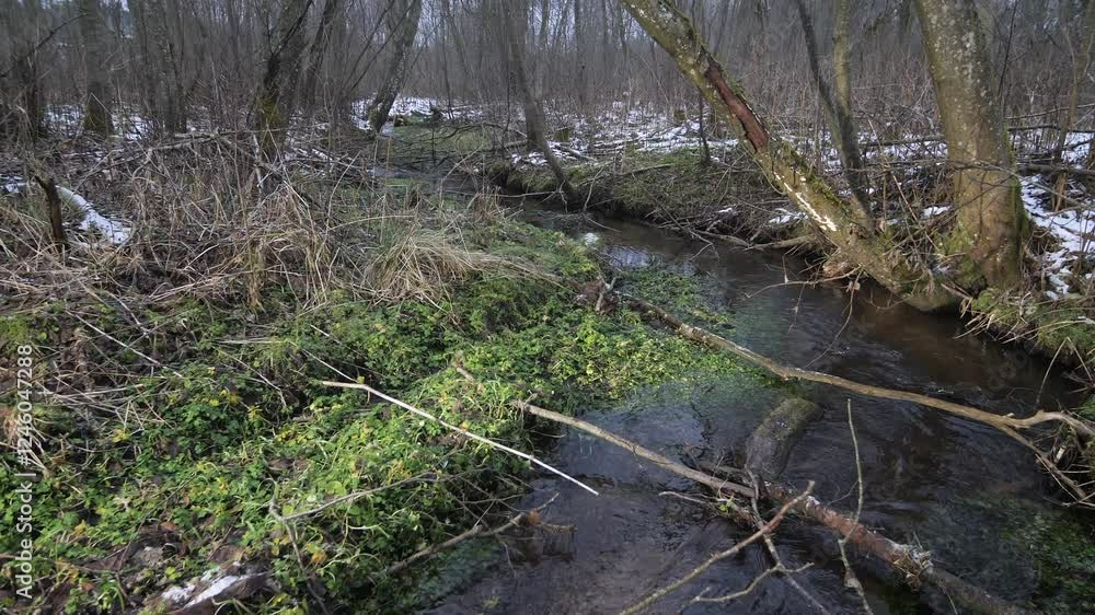 Small stream flowing through winter forest with green aquatic plants Small stream flowing through winter forest with green aquatic plants