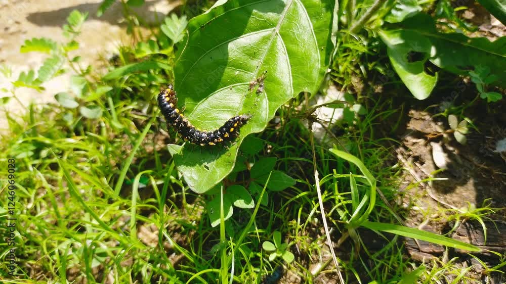 Caterpillars. Black caterpillar. Small caterpillar. Caterpillars. Black caterpillar. Small caterpillar.