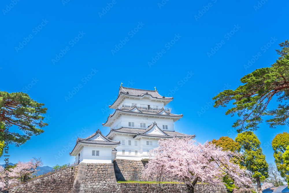 春の小田原城 青空に映える天守閣と満開の桜【神奈川県・小田原市】
Odawara Castle in spring. Full bloom cherry blossoms, the main keep, and blue sky. - Kanagawa, Japan 春の小田原城 青空に映える天守閣と満開の桜【神奈川県・小田原市】
Odawara Castle in spring. Full bloom cherry blossoms, the main keep, and blue sky. - Kanagawa, Japan