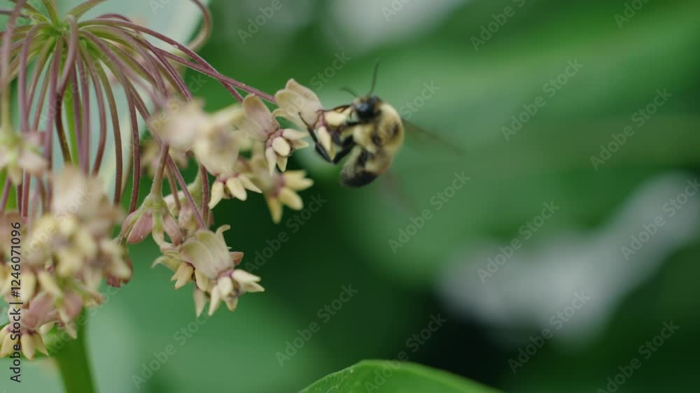Close-up view when a bee pollinate white flowers, North America, Quebec, Montreal, Canada. Close-up view when a bee pollinate white flowers, North America, Quebec, Montreal, Canada.