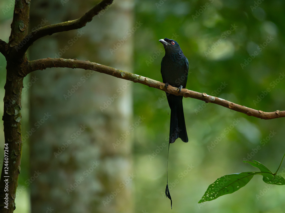 Obraz premium Greater racket-tailed drongo (Dicrurus paradiseus) perching on mossy branch, spotted in Dairy Farm Nature Park Singapore