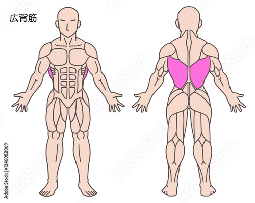 広背筋、人体の筋肉図