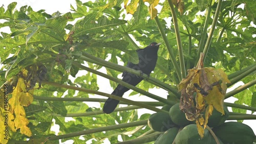 Asian koel or Eudynamys scolopaceus. It  is a member of the cuckoo family of birds, the Cuculidae. It is found in the Indian Subcontinent and Southeast Asia. Male Asian koel sitting on papaya tree.  photo