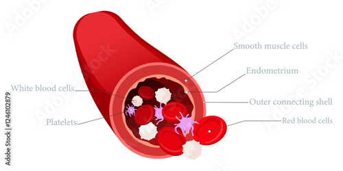 Vector image of artery. Composition of artery and blood. Medical illustration for studying human and his body. Element for your design.