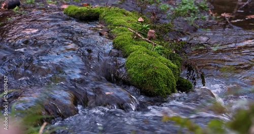 stream in the forest