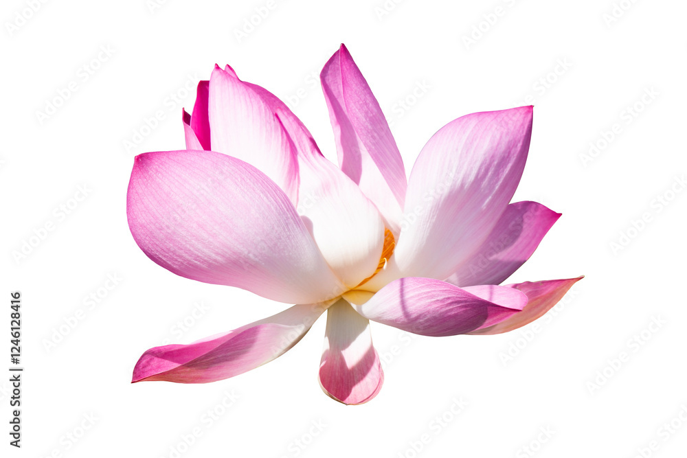 Pink Lotus Isolated On White Background. Pink Lotus Isolated On White Background.
