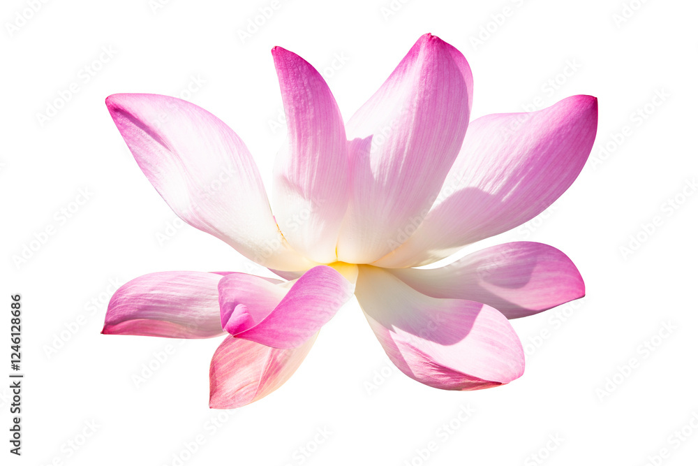 Pink Lotus Isolated On White Background. Pink Lotus Isolated On White Background.