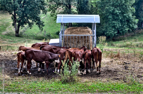 Novalaise, France - july 29th 2023 : Focus on a group of cow eating hay in a field.