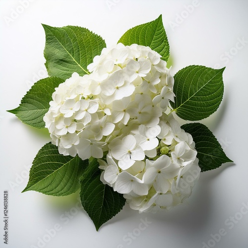 Generated image Beautiful and Elegant White Hydrangeas Surrounded by Green Leaves on a Clean White Background