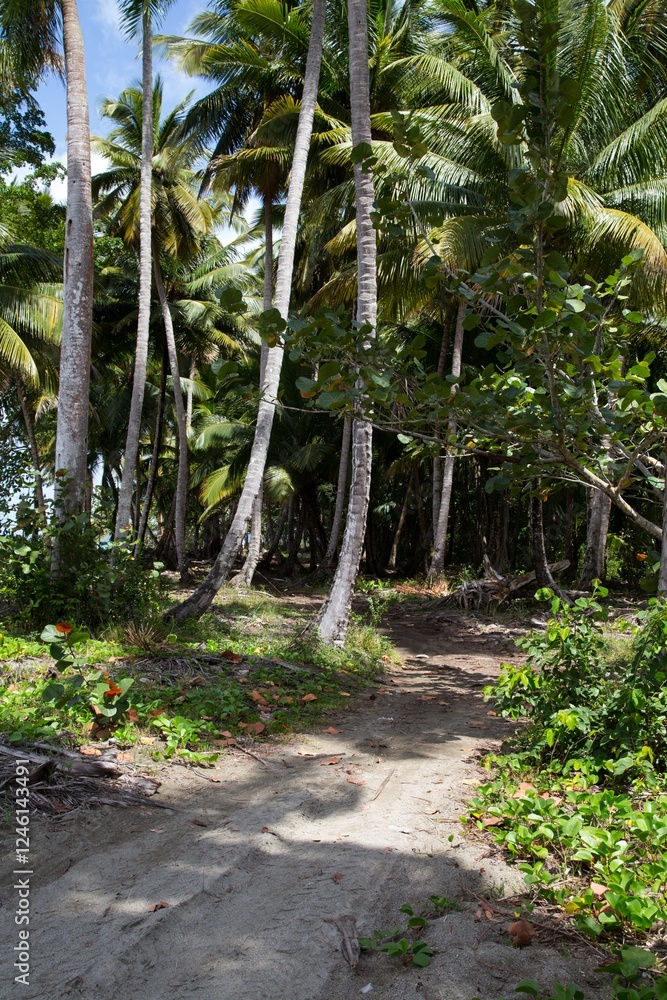 Dirt road through dense forest in the Northern Dominican Republic, Caribbean. Dirt road through dense forest in the Northern Dominican Republic, Caribbean.