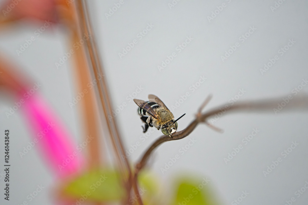Naklejka premium Bee resting on a flower stem
