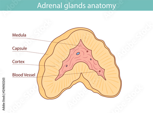 Medical illustration of adrenal glands and kidneys drawn by hand.
