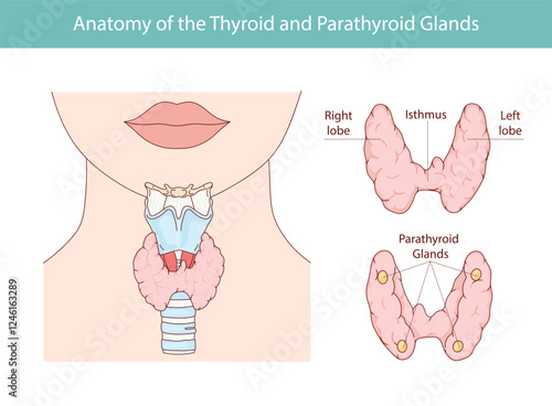 Vector illustration of the thyroid gland and parathyroid gland. Human endocrine system. Medical vector illustration of internal organs.