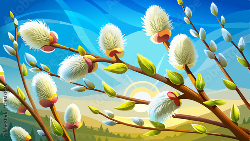 Easter background. Blooming fluffy willow branches in spring close-up with soft focus on nature macro on blue background sky in sunlight. Banner format.