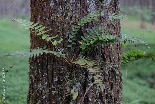 Small tree ferns grow on large trees photo