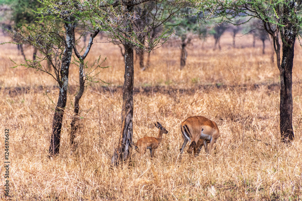 Fototapeta premium Telephoto of a herd of Impalas - Aepyceros melampus- wandering around the Serengeti, Tanzania