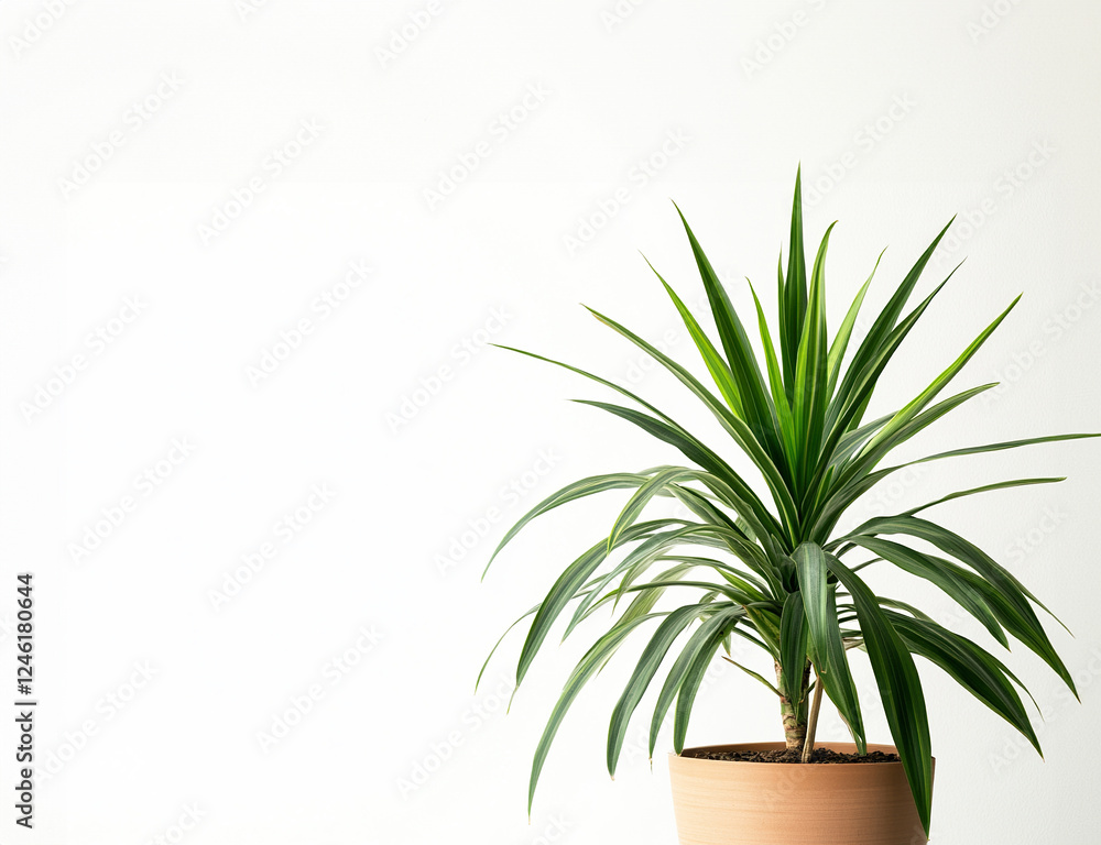 solitary tall large-leafed plant with isolated pot on white background solitary tall large-leafed plant with isolated pot on white background