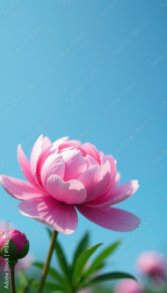 Obraz premium Gentle pink peonies unfold against a vast blue sky, blossoms, blooms, botanical