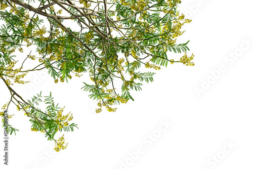 Schizolobium parahyba tree branches leaves isolated on transparent photo