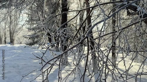 winter park and tree branches with frost on a sunny day