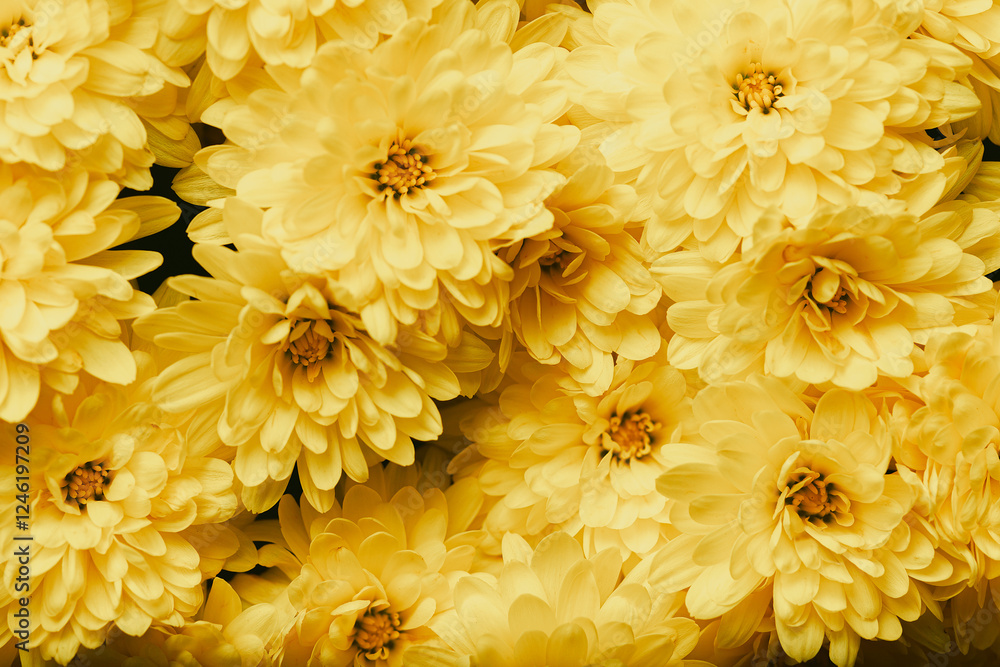 A bouquet of bright yellow chrysanthemums, artfully arranged for stunning texture. Their velvety petals and vibrant color radiate joy and warmth A bouquet of bright yellow chrysanthemums, artfully arranged for stunning texture. Their velvety petals and vibrant color radiate joy and warmth