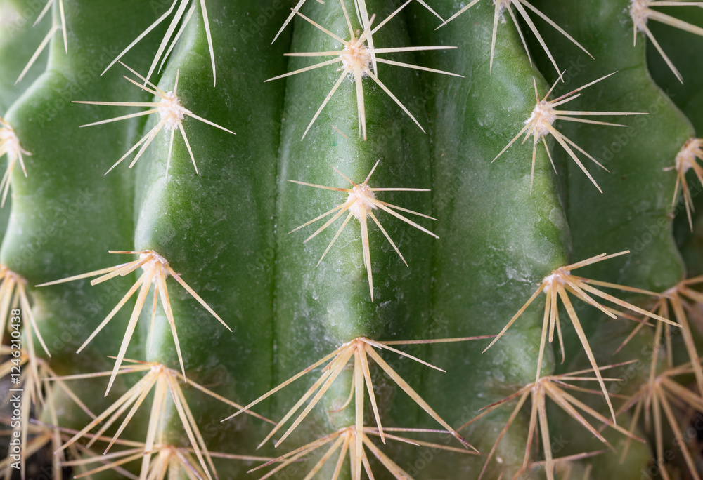 Close-up view of Ferocactus echidne in detailed with sharp white prickles. Prickly green Parodia polyacantha cactus or Parodia langsdorffii plant, Cactus flower, Succulent Plant, use it as your Space.
