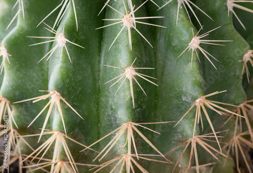 Obraz na płótnie Close-up view of Ferocactus echidne in detailed with sharp white prickles. Prickly green Parodia polyacantha cactus or Parodia langsdorffii plant, Cactus flower, Succulent Plant, use it as your Space. w salonie