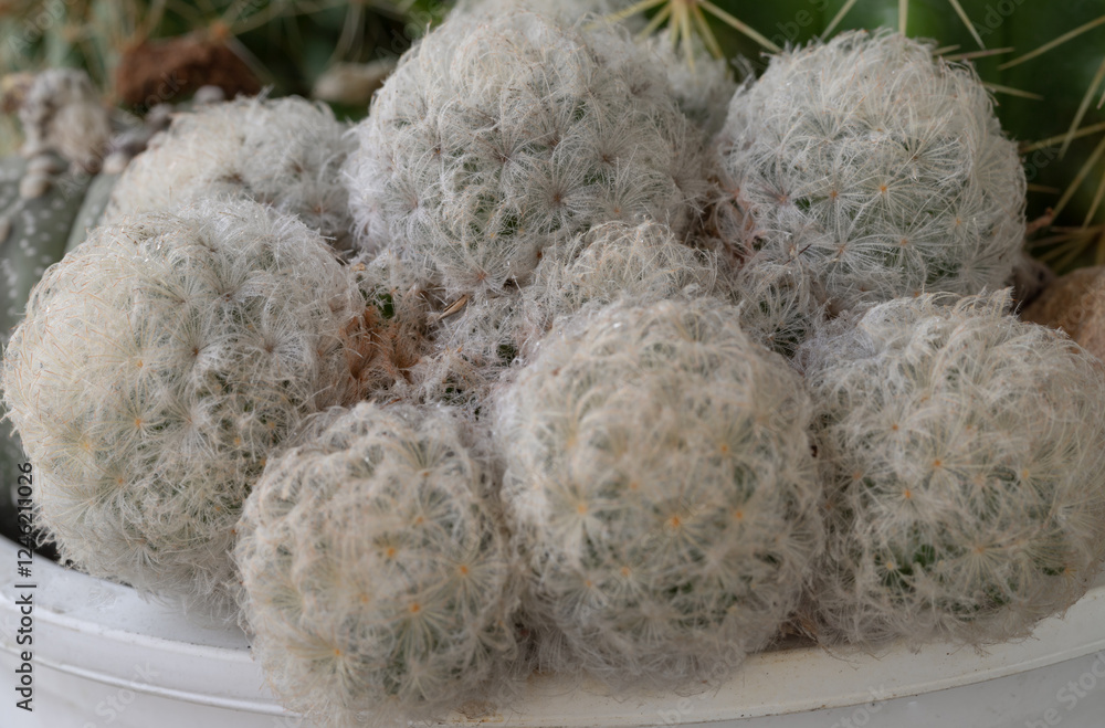 View of Feather Cactus ( Mammillaria plumosa F.A.C.Weber ). Cactus succulent plant spherical green with white feathers covering the stem, use it as your Space for text, Design, Wallpaper and Poster.