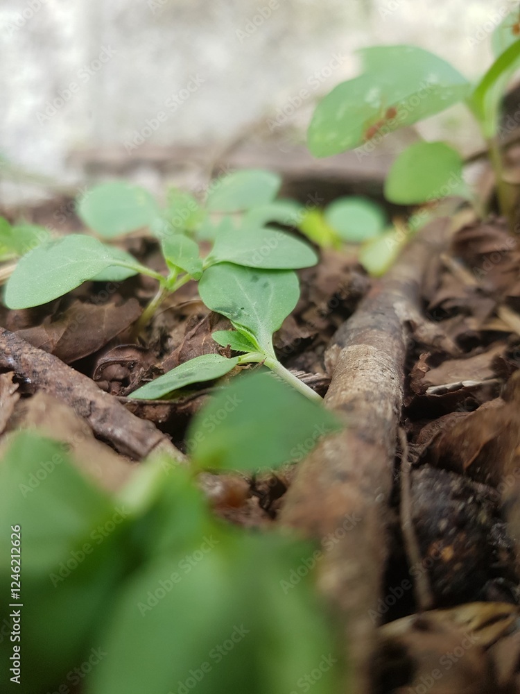green sprout growing in soil green sprout growing in soil