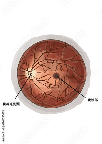 正常な眼底の解剖図｜視神経乳頭・黄斑部の構造