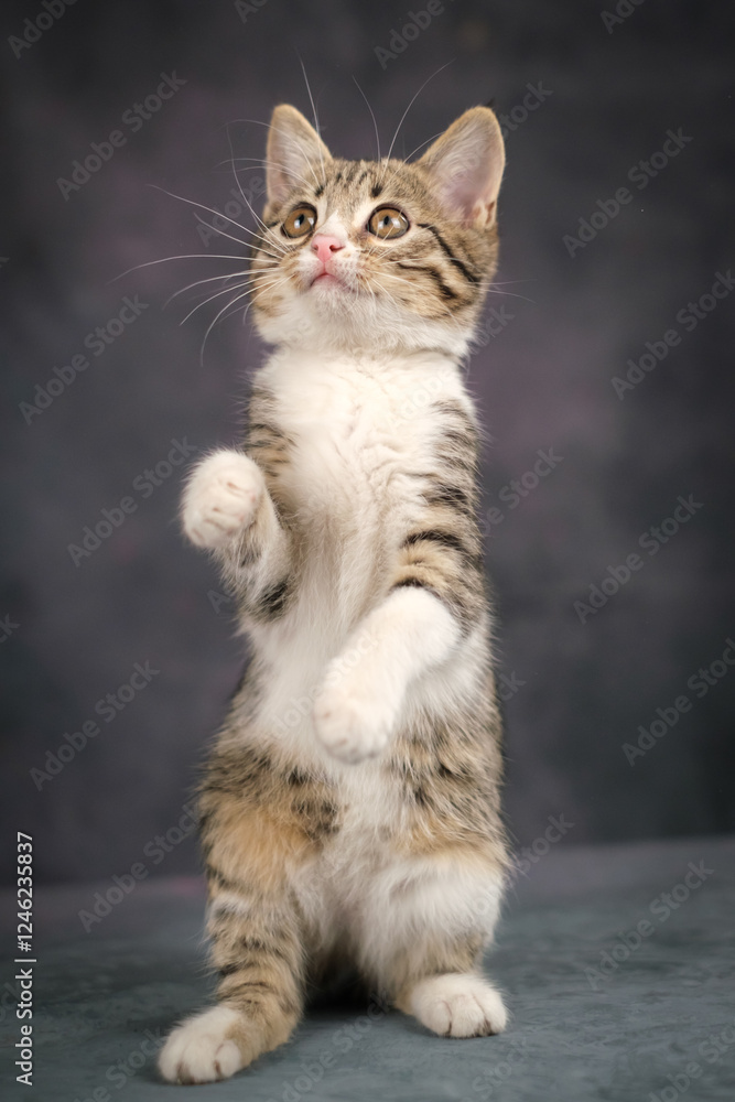 A cute kitten stands in a column, on its hind legs. a white belly is visible. Dark background A cute kitten stands in a column, on its hind legs. a white belly is visible. Dark background