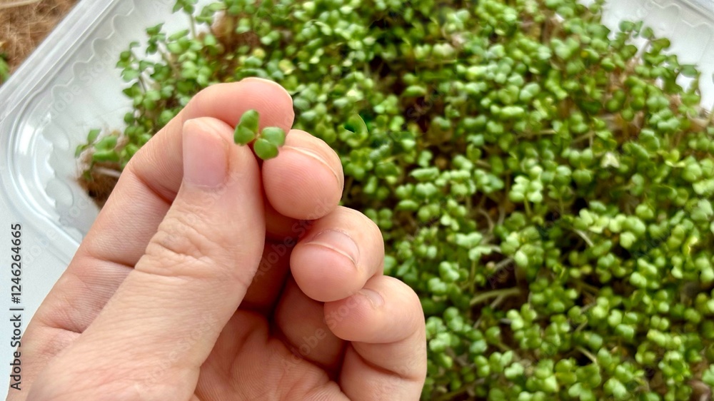 baby microgreen sprout in hand close up. concept of growing microgreens at home baby microgreen sprout in hand close up. concept of growing microgreens at home