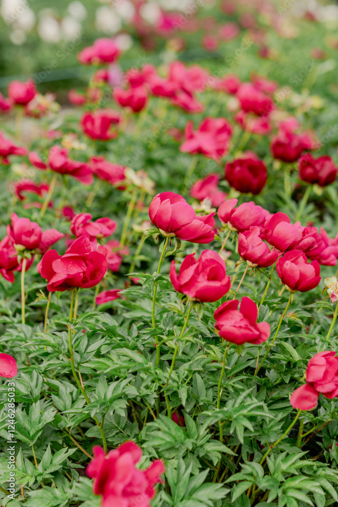 Blooming peony bushes of various species in the garden Blooming peony bushes of various species in the garden