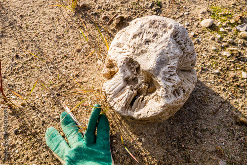 Large specimen of fossilized sponge Chaetetes replaced by flint, field photo, central Russia photo