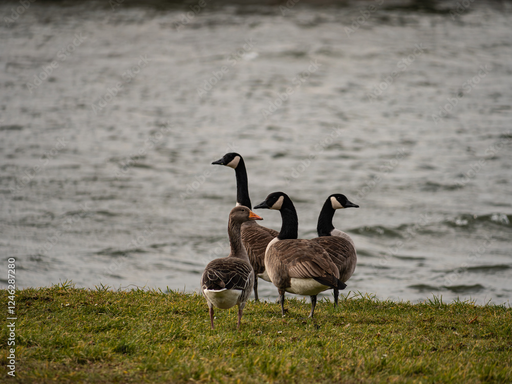 canada goose family