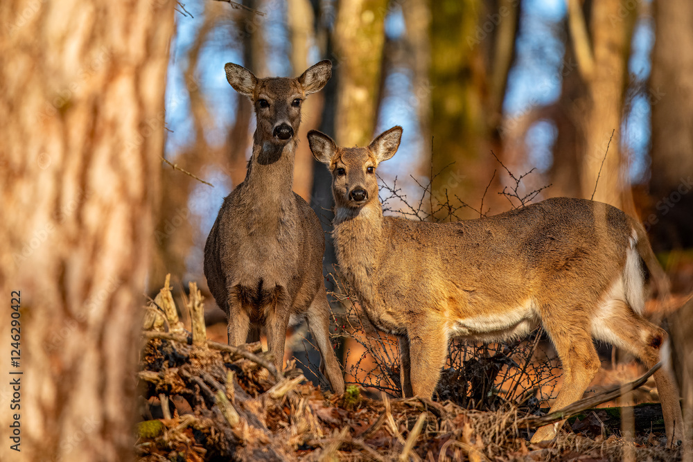 Obraz premium Deer In the Forest