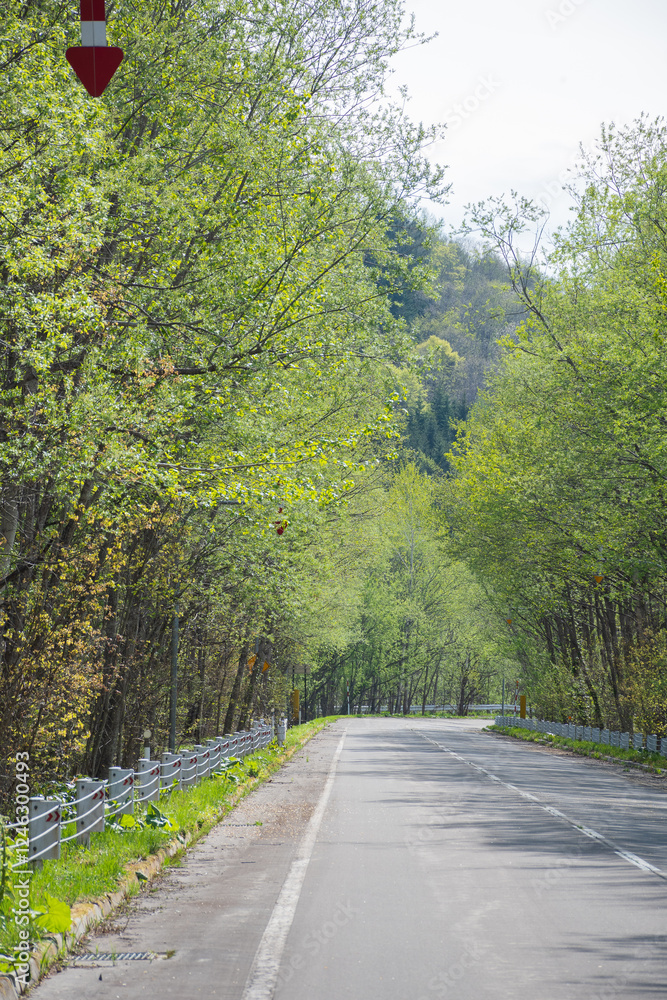 Obraz premium 新緑の森を通る道路 